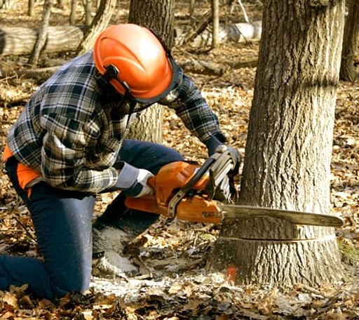 Tree Removal in Locust Dale, VA